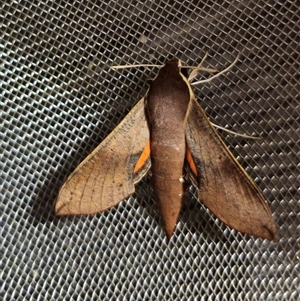 Hippotion scrofa at Captains Flat, NSW - suppressed