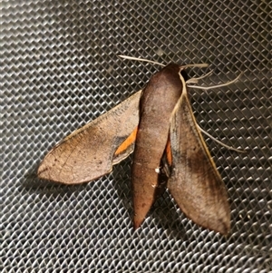 Hippotion scrofa at Captains Flat, NSW - suppressed