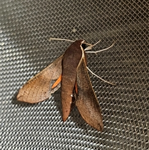 Hippotion scrofa at Captains Flat, NSW - suppressed