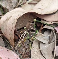 Cotula australis (Common Cotula, Carrot Weed) at Higgins, ACT - 2 Nov 2024 by MattM