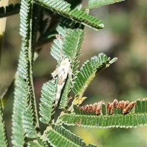 Stathmopoda melanochra at Bungendore, NSW - suppressed