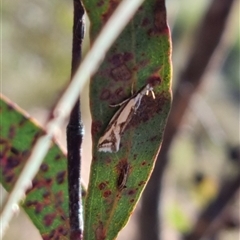 Thema macroscia at Bungendore, NSW - suppressed