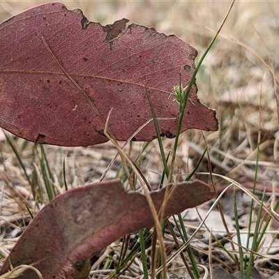 Carex inversa (Knob Sedge) at Higgins, ACT - 1 Nov 2024 by MattM