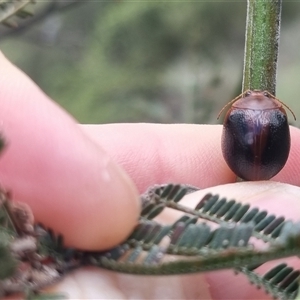 Dicranosterna immaculata at Bungendore, NSW - 1 Nov 2024