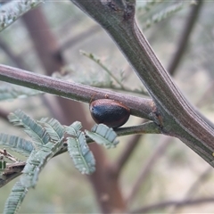 Dicranosterna immaculata at Bungendore, NSW - 1 Nov 2024