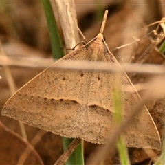 Epidesmia hypenaria (Long-nosed Epidesmia) at Belconnen, ACT - 2 Nov 2024 by Thurstan