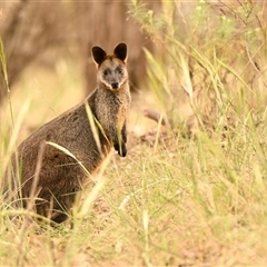 Wallabia bicolor (Swamp Wallaby) at Belconnen, ACT - 2 Nov 2024 by Thurstan