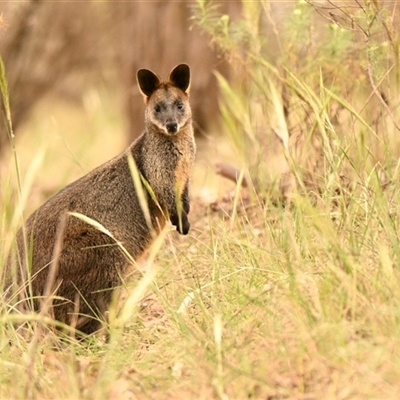 Wallabia bicolor (Swamp Wallaby) at Belconnen, ACT - 2 Nov 2024 by Thurstan