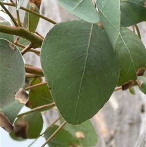 Eucalyptus blakelyi at Yarralumla, ACT - 2 Nov 2024