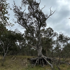 Eucalyptus blakelyi at Yarralumla, ACT - 2 Nov 2024