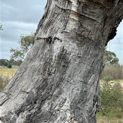 Eucalyptus blakelyi at Yarralumla, ACT - 2 Nov 2024