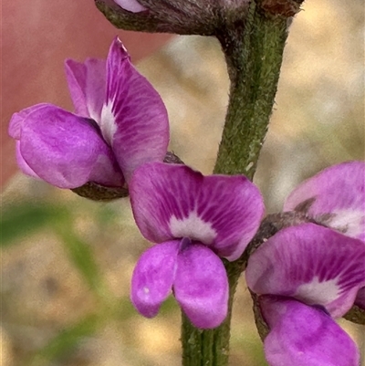 Cullen microcephalum (Dusky Scurf-pea) at Yarralumla, ACT - 2 Nov 2024 by lbradley