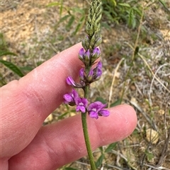 Cullen microcephalum at Yarralumla, ACT - 2 Nov 2024 11:11 AM