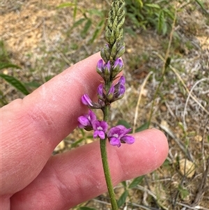 Cullen microcephalum at Yarralumla, ACT - 2 Nov 2024 11:11 AM