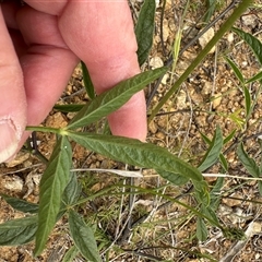 Cullen microcephalum at Yarralumla, ACT - 2 Nov 2024 11:11 AM