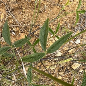 Cullen microcephalum at Yarralumla, ACT - 2 Nov 2024