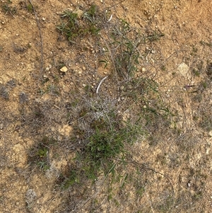 Cullen microcephalum at Yarralumla, ACT - 2 Nov 2024 11:11 AM