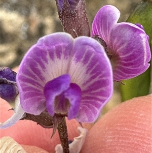 Glycine tabacina at Yarralumla, ACT - 2 Nov 2024 11:18 AM