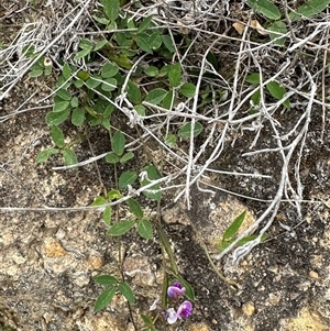 Glycine tabacina at Yarralumla, ACT - 2 Nov 2024 11:18 AM