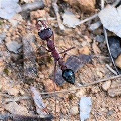 Myrmecia sp. (genus) (Bull ant or Jack Jumper) at Wodonga, VIC - 1 Nov 2024 by KylieWaldon