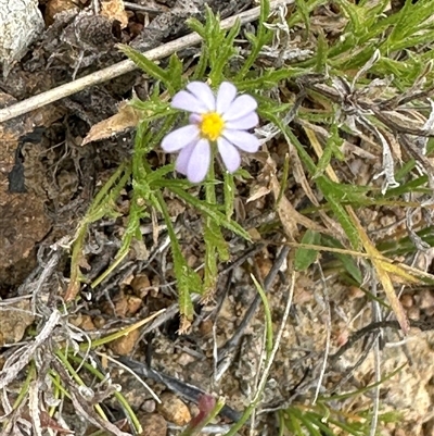 Vittadinia muelleri (Narrow-leafed New Holland Daisy) at Yarralumla, ACT - 2 Nov 2024 by lbradley