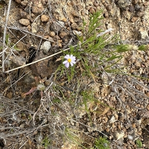 Vittadinia muelleri at Yarralumla, ACT - 2 Nov 2024 11:22 AM