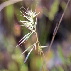 Rytidosperma (genus) (Wallaby Grass) at Leneva, VIC - 2 Nov 2024 by KylieWaldon