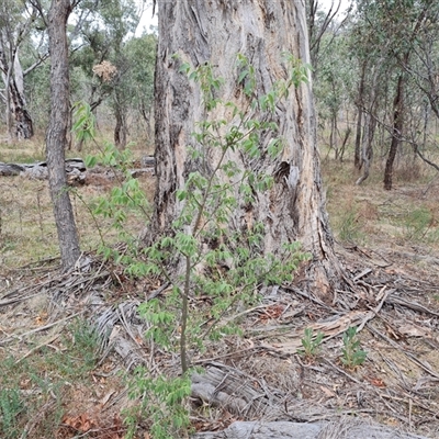 Celtis australis (Nettle Tree) at O'Malley, ACT - 2 Nov 2024 by Mike