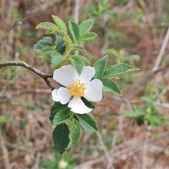 Rosa canina (Dog Rose) at O'Malley, ACT - 2 Nov 2024 by Mike