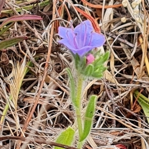 Echium plantagineum at O'Malley, ACT - 2 Nov 2024