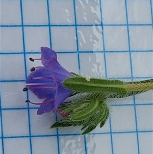 Echium plantagineum at O'Malley, ACT - 2 Nov 2024