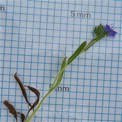 Echium plantagineum at O'Malley, ACT - 2 Nov 2024 10:45 AM