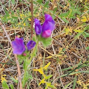 Echium plantagineum at O'Malley, ACT - 2 Nov 2024 10:45 AM