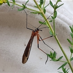 Harpobittacus australis (Hangingfly) at O'Malley, ACT - 1 Nov 2024 by Mike