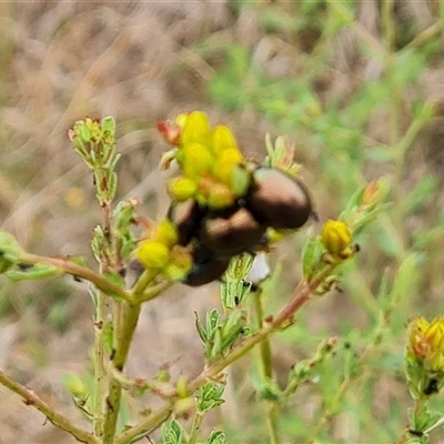 Chrysolina quadrigemina (Greater St Johns Wort beetle) at O'Malley, ACT - 2 Nov 2024 by Mike