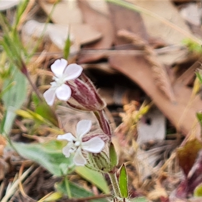 Silene gallica (French Catchfly) at O'Malley, ACT - 2 Nov 2024 by Mike