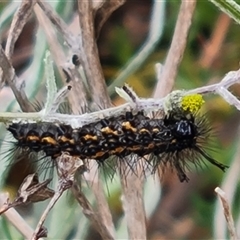 Nyctemera amicus (Senecio Moth, Magpie Moth, Cineraria Moth) at O'Malley, ACT - 1 Nov 2024 by Mike