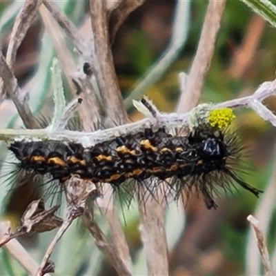 Nyctemera amicus (Senecio Moth, Magpie Moth, Cineraria Moth) at O'Malley, ACT - 2 Nov 2024 by Mike