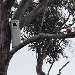 Eolophus roseicapilla at O'Malley, ACT - 2 Nov 2024