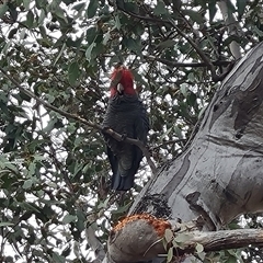 Callocephalon fimbriatum (Gang-gang Cockatoo) at O'Malley, ACT - 1 Nov 2024 by Mike