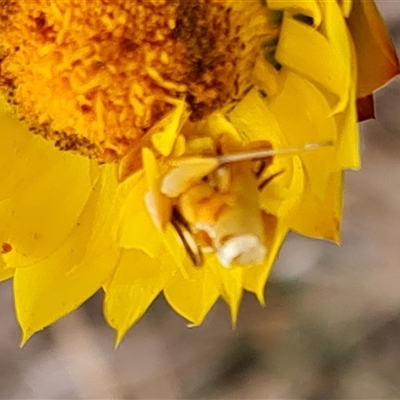 Heliocosma (genus - immature) (A tortrix or leafroller moth) at O'Malley, ACT - 1 Nov 2024 by Mike