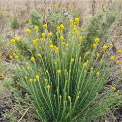 Chrysocephalum semipapposum (Clustered Everlasting) at O'Malley, ACT - 2 Nov 2024 by Mike