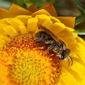 Lasioglossum (Chilalictus) sp. (genus & subgenus) at O'Malley, ACT - 2 Nov 2024