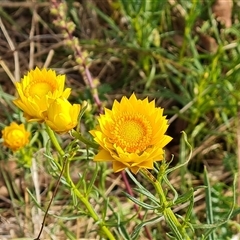 Xerochrysum viscosum at O'Malley, ACT - 2 Nov 2024 08:38 AM