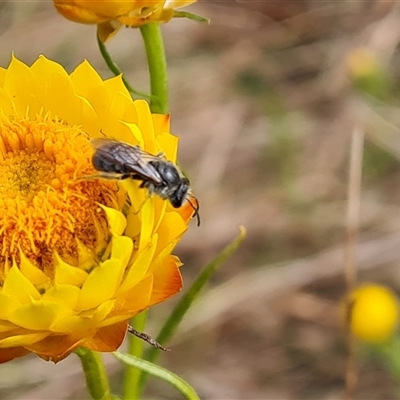 Unidentified Insect at O'Malley, ACT - 2 Nov 2024 by Mike