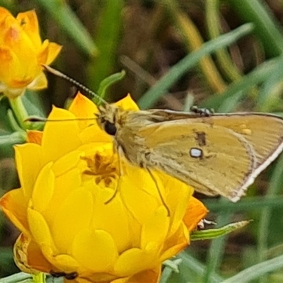 Trapezites luteus (Yellow Ochre, Rare White-spot Skipper) at O'Malley, ACT - 1 Nov 2024 by Mike