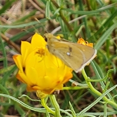 Trapezites luteus at O'Malley, ACT - 2 Nov 2024