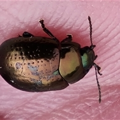 Chrysolina quadrigemina (Greater St Johns Wort beetle) at O'Malley, ACT - 1 Nov 2024 by Mike