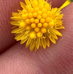 Calotis lappulacea at Yarralumla, ACT - 2 Nov 2024