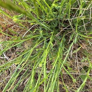 Calotis lappulacea at Yarralumla, ACT - 2 Nov 2024